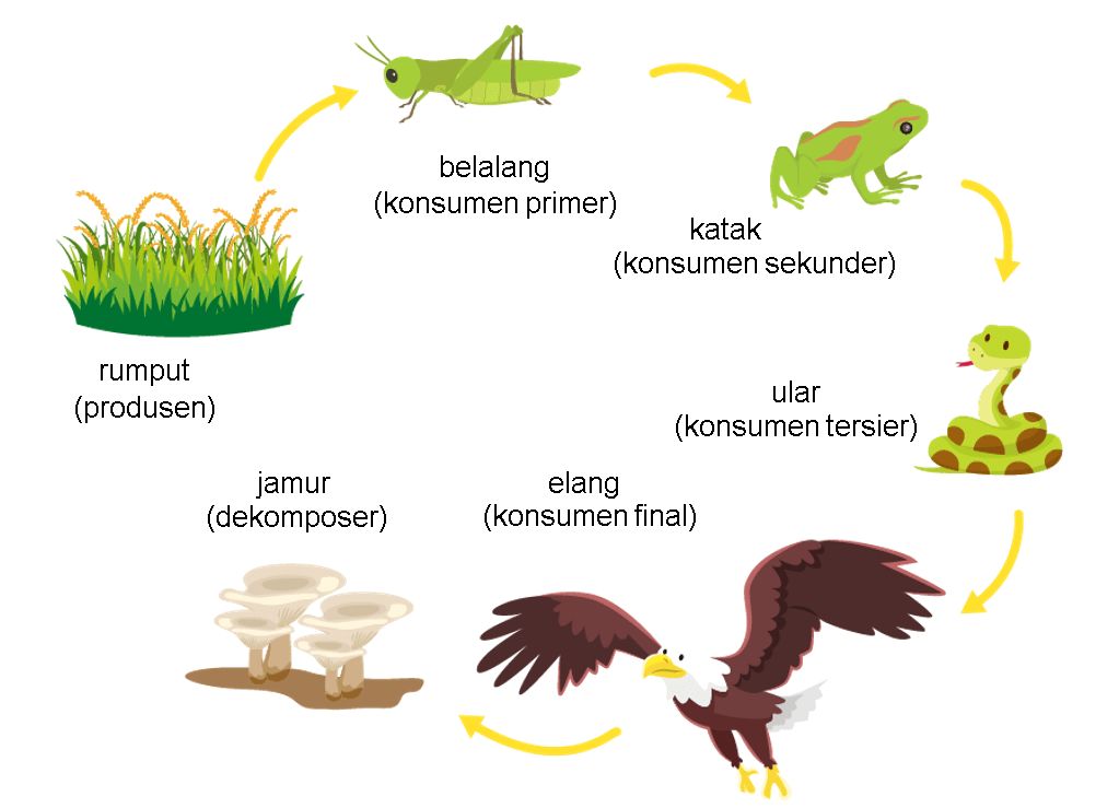 Rantai Makanan