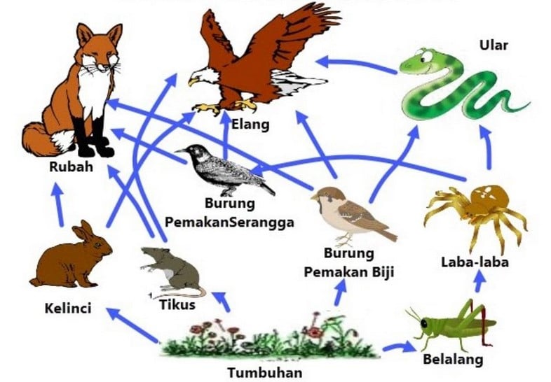 Jaring-jaring Makanan